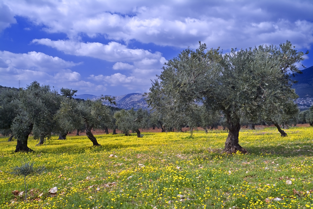 Galilee-olive-grove.jpg