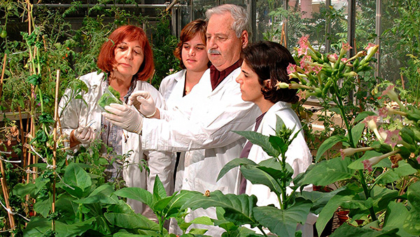A lucky discovery in the Israeli laboratory of Technion Prof. Emeritus Shimon Gepstein led to a revolutionary advance in growing food crops with higher yields and resistance to drought and other stresses. Photo: courtesy.