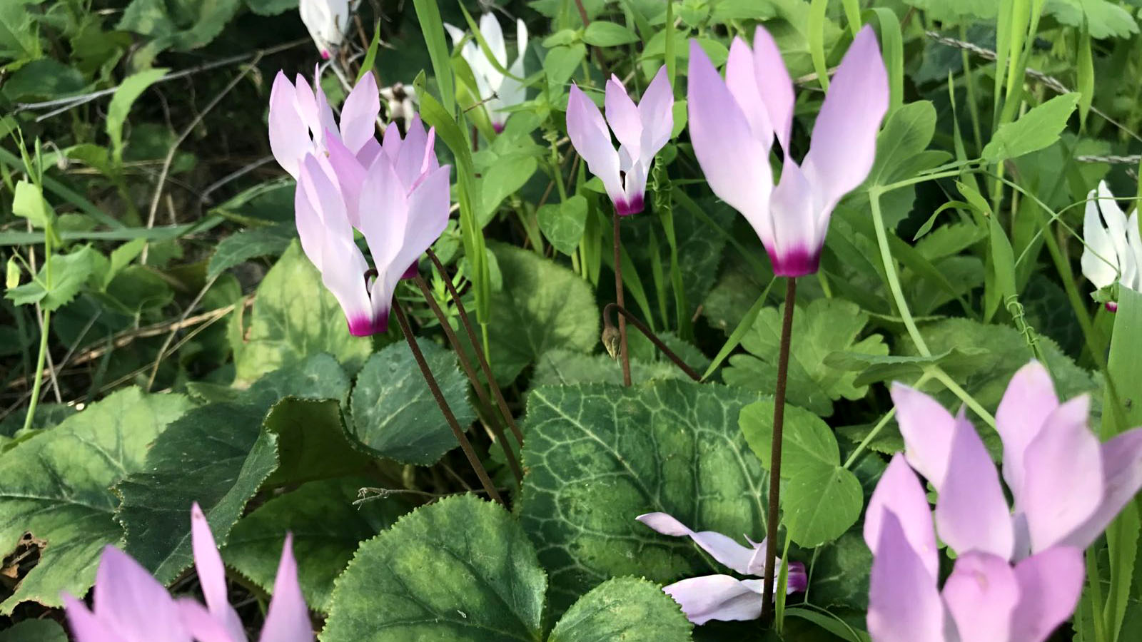 A close up of a cyclamen, or rakefet in Hebrew, in Horashim Forest. Photo by Nicky Blackburn.