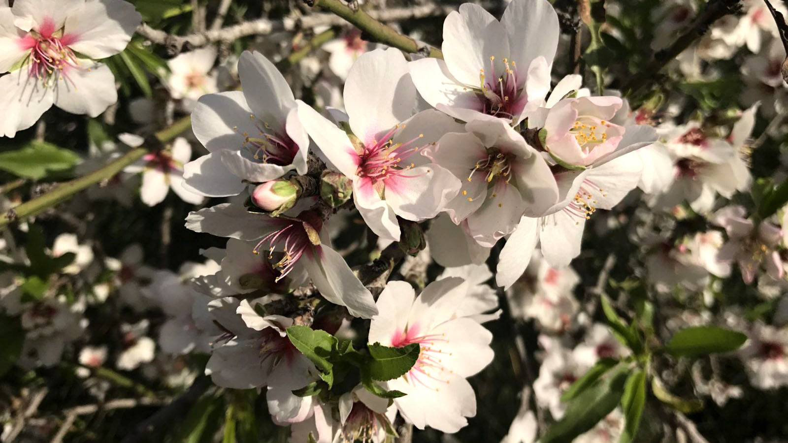 Almond blossom in Horashim Forest. Photo by Nicky Blackburn.