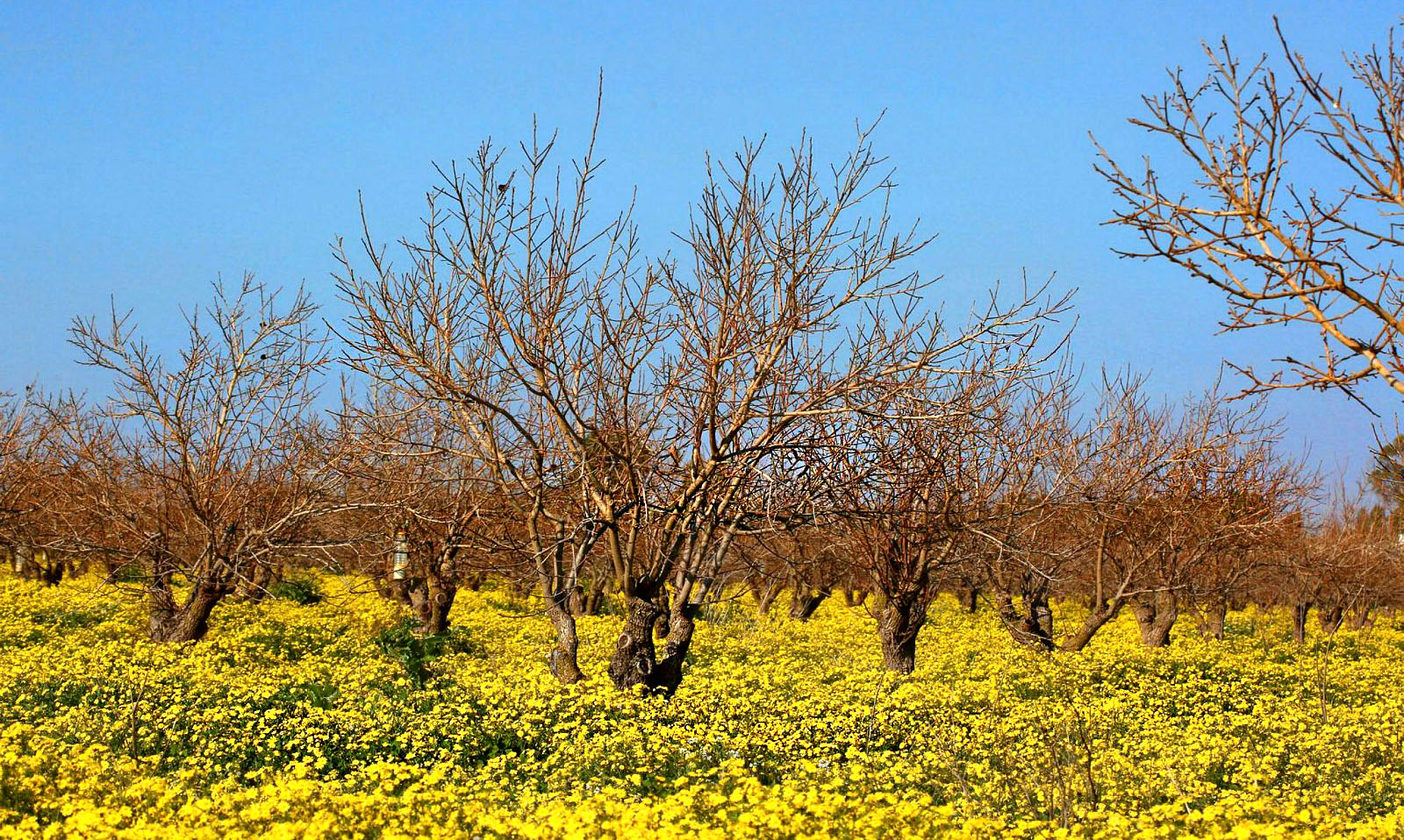 Blooming flower fields near Gan Yavne, in the south of Israel. Photo by Yaakov Lederman.