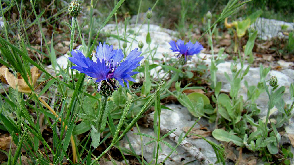 A cornflower blooms in a forest.