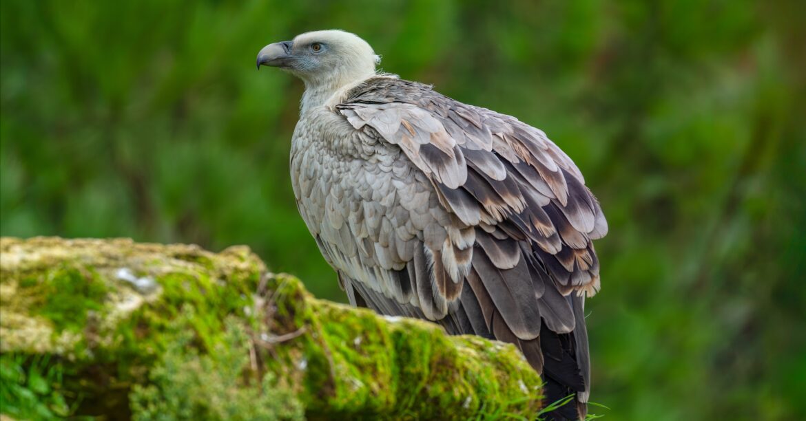 Endangered Griffon Chick Hatches at Jerusalem Zoo Endangered Griffon Chick Hatches at Jerusalem Zoo