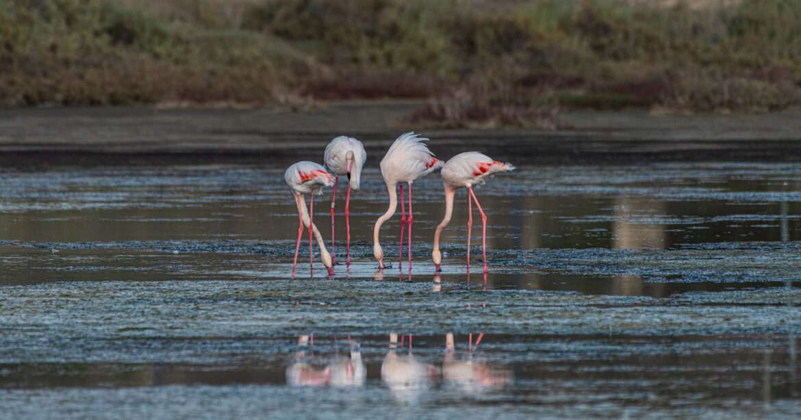 Flamingos Vacation in Israel—You Read That Right