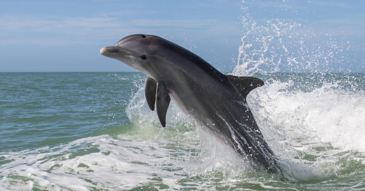 Haifa’s Coastline Dazzled by Dolphins’ Jumping Show