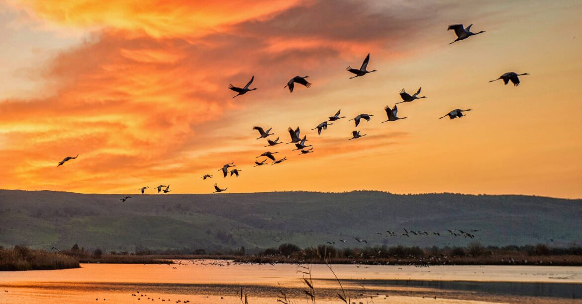 Hula Lake Welcomes First Cranes of Migration Season